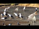 Seagulls Fighting Sound