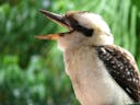 Laughing Kookaburra 