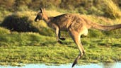 Kangaroo Making Sound