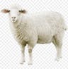 Sheep Sound Effect 2