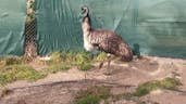 Female Emu Drumming