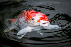 Weakfish