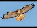 Hawk Sounds 1