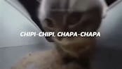 chipi chipi chapa chapa