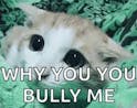why you bully me