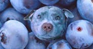 Blueberry dog meme song
