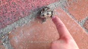 Emmy frog