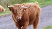 Highland Cow Mooing