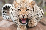 Jaguar Growl