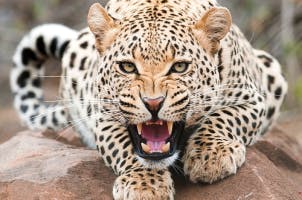 Jaguar Growl