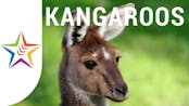 Kangaroo SFX