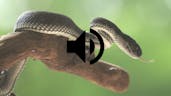  Snake Hiss Sound