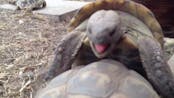 Landschildkröten bei der Paarung.