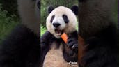 Panda Eating Carrot Sound
