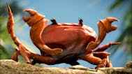 Crab Rave - relaxing version