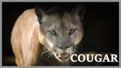 Cougar Screaming In Woods