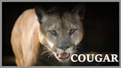 Cougar Screaming In Woods