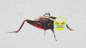 cricket earape