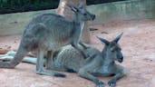 Soft Clicking Noise Kangaroo