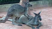 Soft Clicking Noise Kangaroo