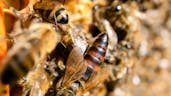 Honeybee Queen Making A Tooting 