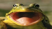 Frog scream 