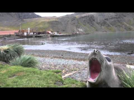 Screaming seal
