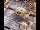 frog jump