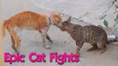 Cat Fight SFX 19