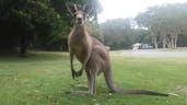 Kangaroo Growl