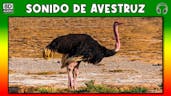 Ostrich 12