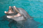 dolphin laughing