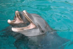 dolphin laughing