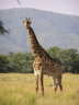 Giraffe 6