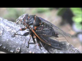Cicada Chirp