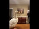 FUNNY DUCKYY