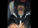 Baby Chimpanzee Funny Sound