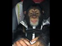 Baby Chimpanzee Funny Sound