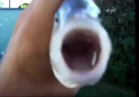 fishsticks(earape) Meme Sound Effect - Voicy