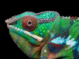 Amphibian Composite