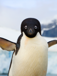Adelei Penguin chicks Sound Clip - Voicy