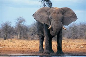 Elephant trumpeting 