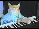 Keyboard cat p2