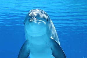 dolphin sonar clicks