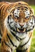 Tiger Growls Attack