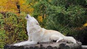 Wolf Howling In Day