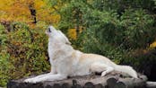 Wolf Howling In Day