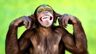 Monkey Sounds