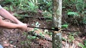 cutting down a tree with a machete 