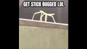 stick bugged